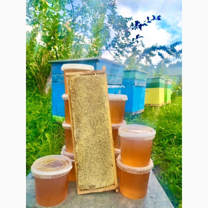 Фото 5. Продам Мед натуральний з лісової власної пасіки, Мёд, медові соти з рамкою, пилок, молочко