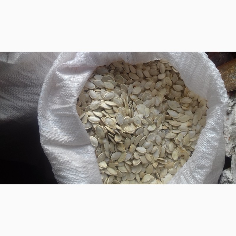 Фото 4. Продам гарбузове насіння Болгарка і Українська багатоплідна