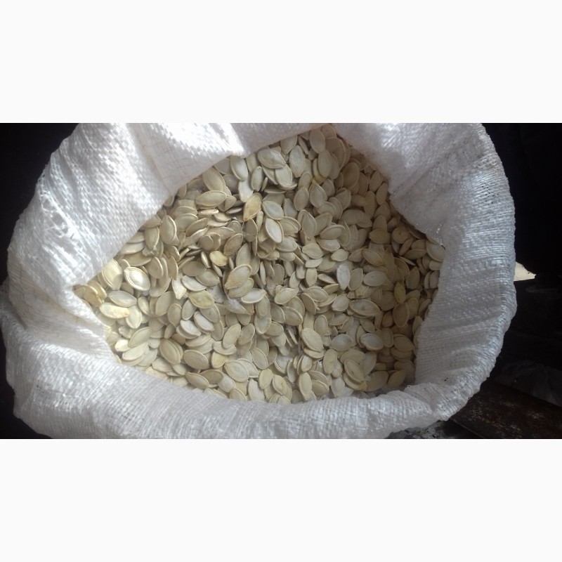 Фото 7. Продам гарбузове насіння Болгарка і Українська багатоплідна