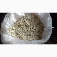 Продам гарбузове насіння Болгарка і Українська багатоплідна