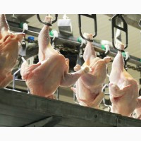 Broiler chicken carcass for export from Ukraine