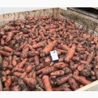 Продаж моркви для подальшої переробки(сік, шинковка)