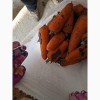 Продам Морковку Абако