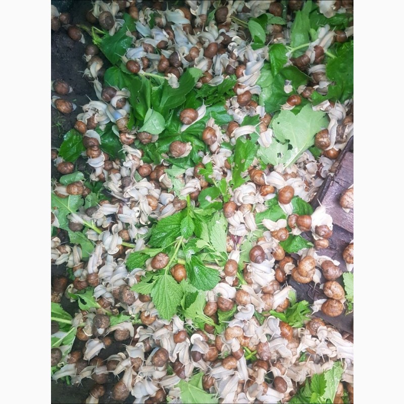 Фото 4. Купляємо равликів (улиток) виноградних. Кропівницкий Олександрія, Кіровоградська область