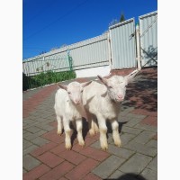 Продам зааненських козенят