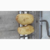 Продам картоплю