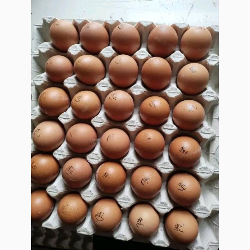 Кобб 500 Інкубаційні яйця