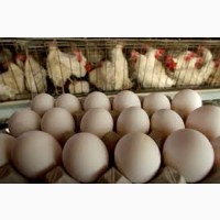 Кобб 500 Інкубаційні яйця