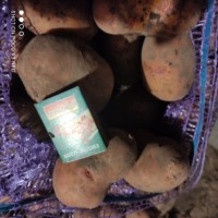 Продам посадкову картоплю сорту Княгиня