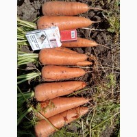 Продам моркву сорт Абразо