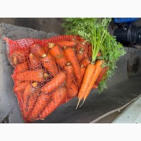 Продам морква