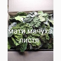 Мати мачуха