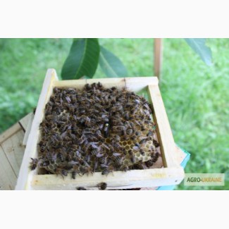 Пчеломатки, бджоломатки карпатка 2022. Пчелиные плодные ( меченые) матки