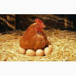 Куплю домашнее перепелиное и куриное яйцо