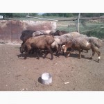 Продам курдючих овец 1.5-2 г.ярок 6-7 месяцов. баранов 6-7м.детальней по тел