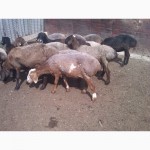 Продам курдючих овец 1.5-2 г.ярок 6-7 месяцов. баранов 6-7м.детальней по тел