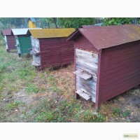 Продам чотири бджолині сім ї з вуликами