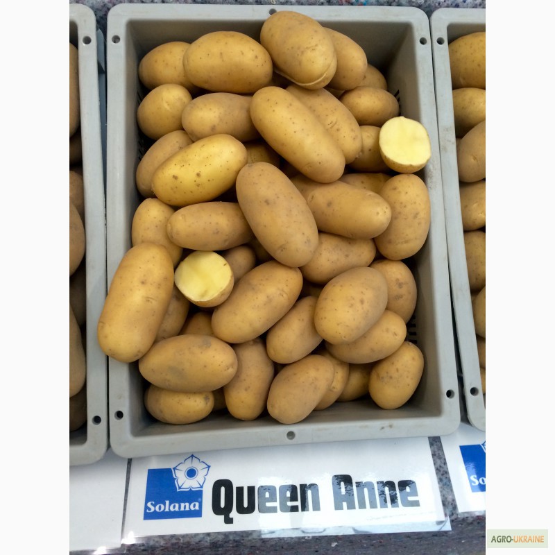 Фото 4. Продаю Качественный семенной картофель - сорт Гранада