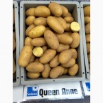 Продаю Качественный семенной картофель - сорт Гранада