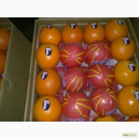 Поставка апельсинов напрямую из Египта