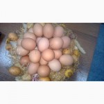 Яйцо куринное пищевое, крупный и мелкий опт