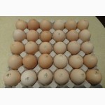 Яйця інкубаційні курей бройлерів РОСС-308 ( ROSS-308 ) Угорщина імпорт