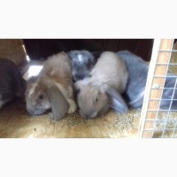 Продам кроликов породы Французский баран и Калифорния