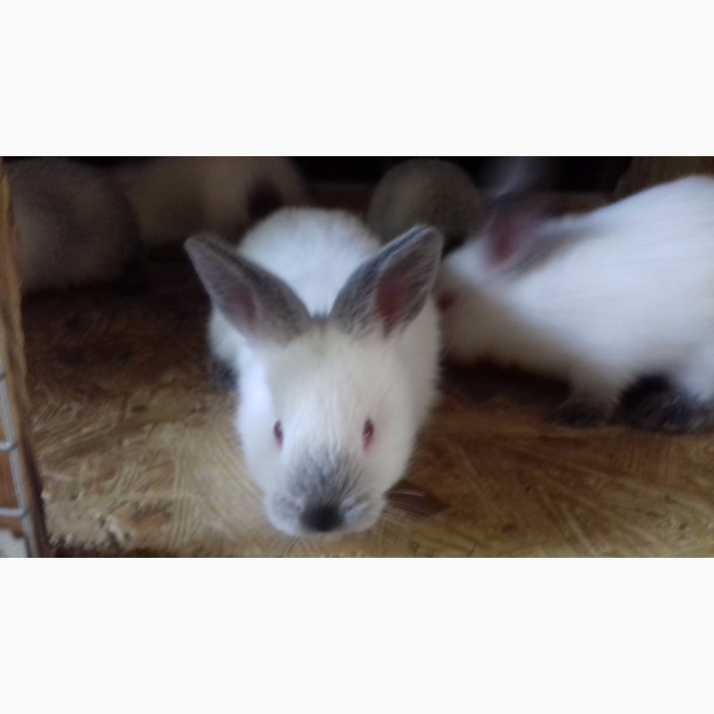 Фото 4. Продам кроликов породы Французский баран и Калифорния