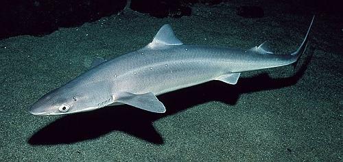 Фото 3. Катран - черноморская акула