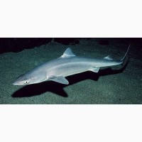 Катран - черноморская акула