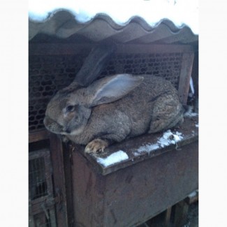 Продам кролі, кролики Фландр ( бельгійський велетень)