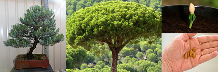 Пинея (семена для бонсай) Pinus pinea