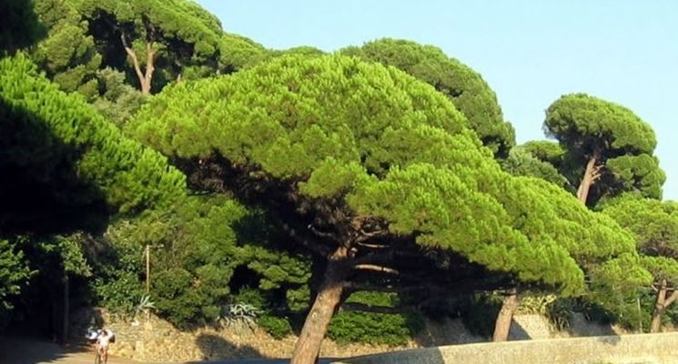 Фото 5. Пинея (семена для бонсай) Pinus pinea