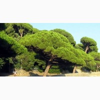 Пинея (семена для бонсай) Pinus pinea