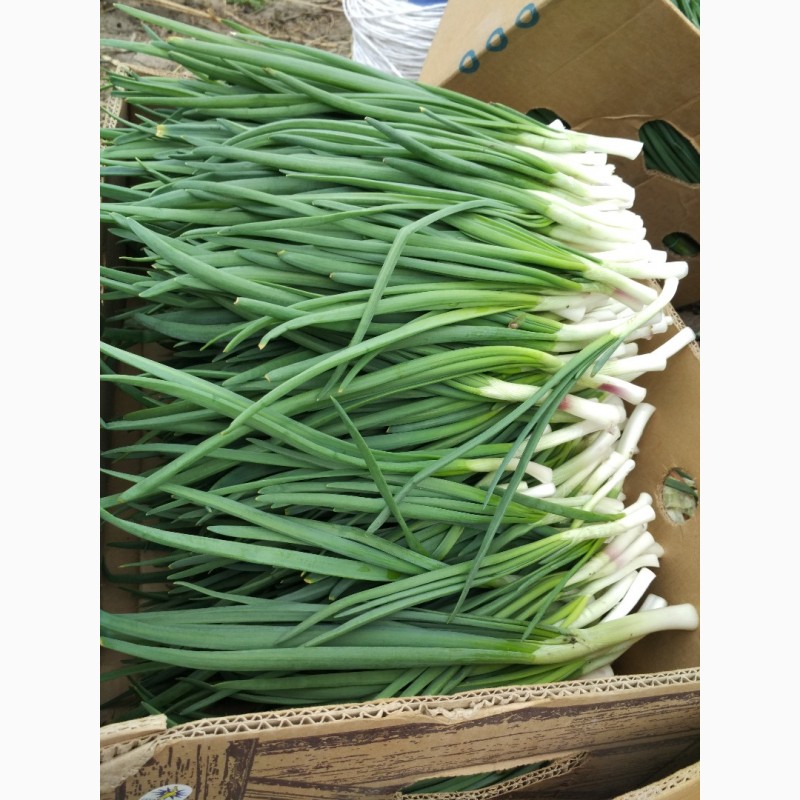 Фото 5. Зелена цибуля, зелёный лук, лук-перо