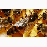 Бджолині матки 2018 року