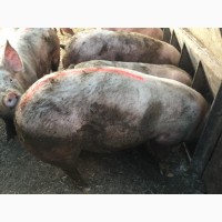 Продам беконных свиней 400 гол