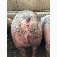 Продам беконных свиней 400 гол