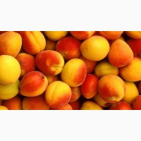 Продам свежий абрикос из сада, сорт Миндальный, Запорожская обл