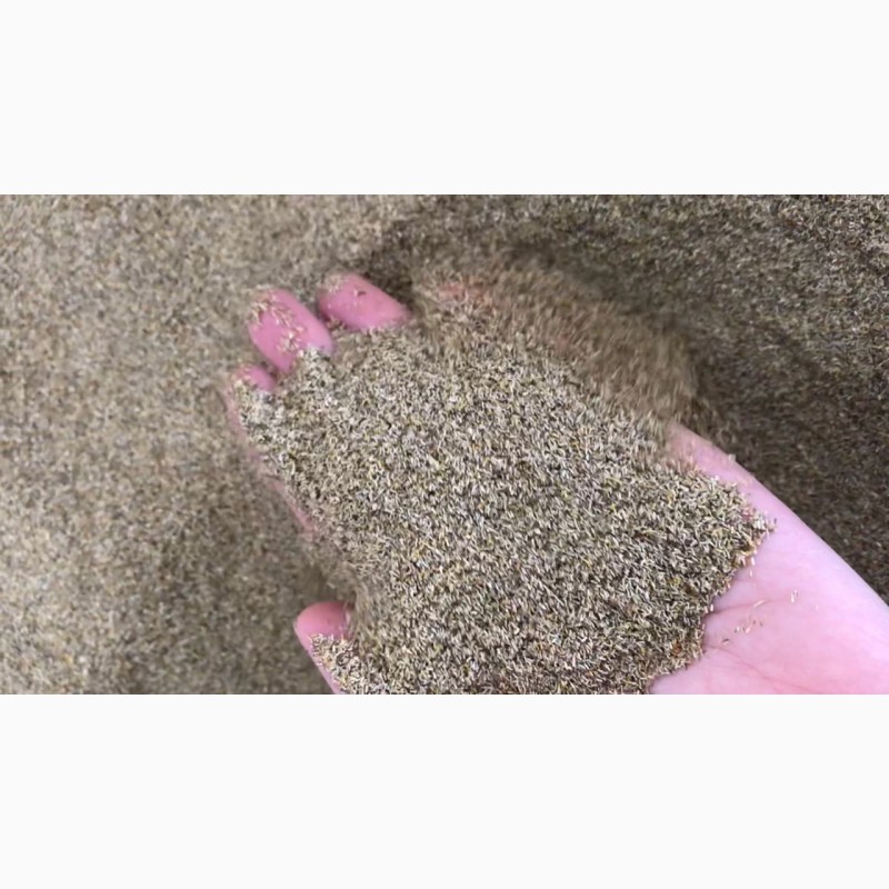 Фото 4. Продам семена ромашки тетраплоидной, крупноцветковой урожая 2018 года - 400 кг