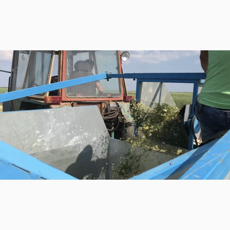 Фото 8. Продам семена ромашки тетраплоидной, крупноцветковой урожая 2018 года - 400 кг