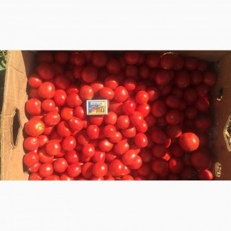 Продам помидор сливку с поля для переработки
