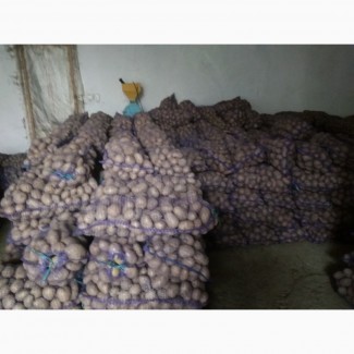 Продам картоплю різних сортів. Урожай 2018