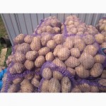 Продам картоплю різних сортів. Урожай 2018