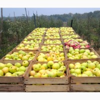 Продам яблоки разных сортов (Урожай 2018)