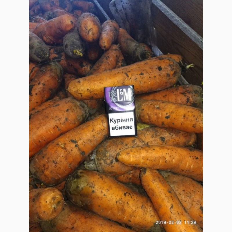 Фото 3. Продам морковку найлутчшего качества сорт Абака
