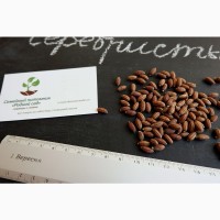 Семена дикой маслины (50 штук) лох серебристый косточка для выращивания саженцев, насіння