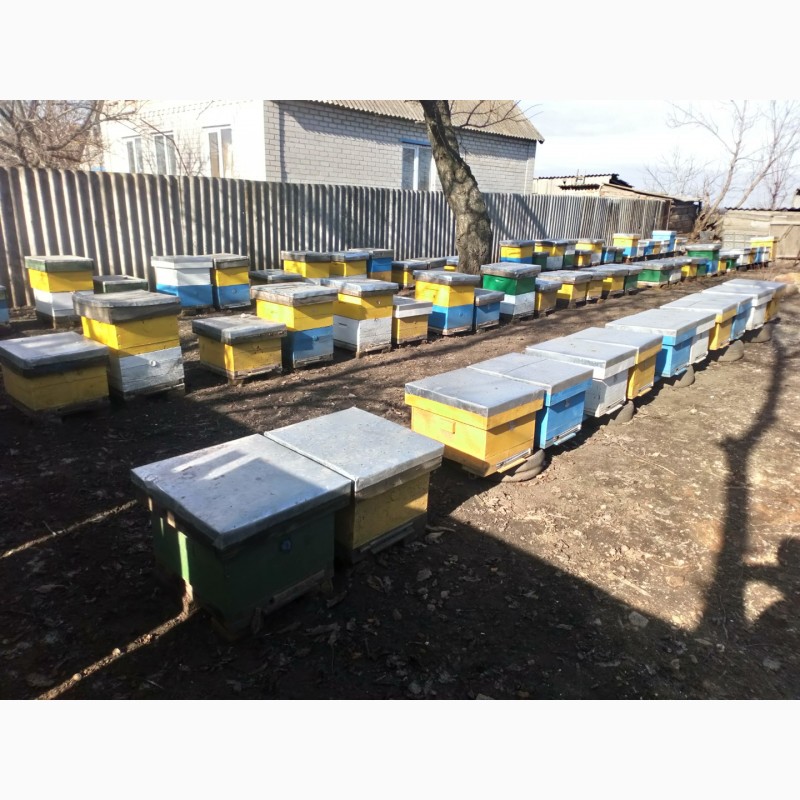 Купить пчелосемьи в воронежской области 2024 году. Магазин пчеловодства в Михайловке Волгоградской. Агро пчела.