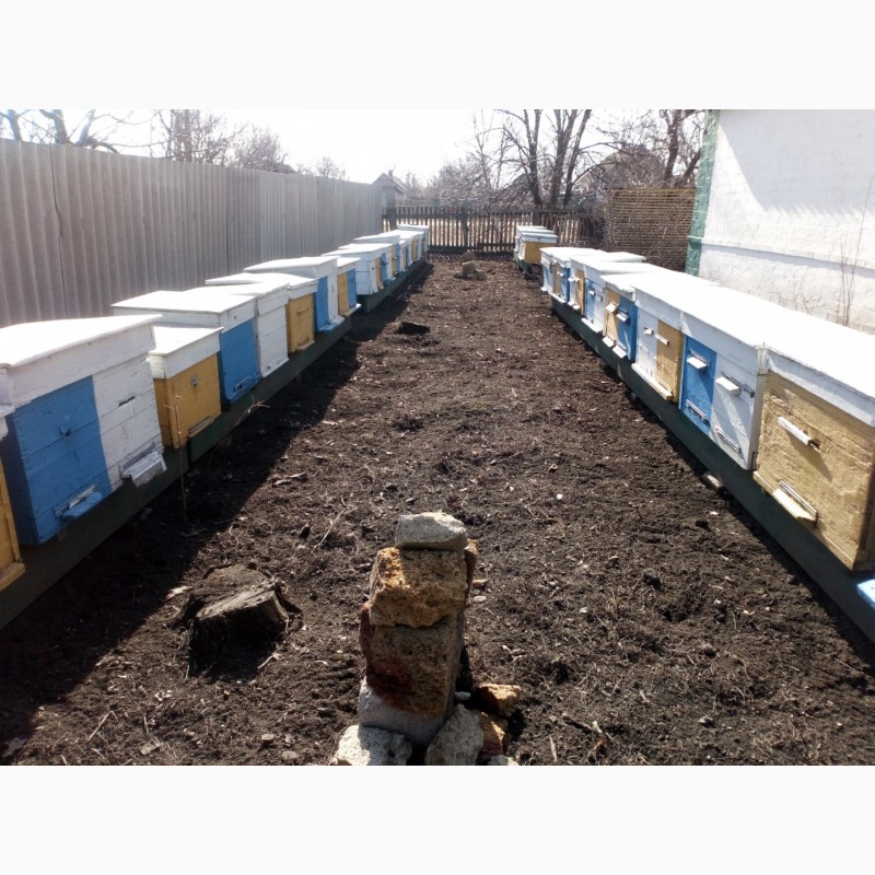 Фото 2. Продам пчёл, пчелосемьи, пчёлы