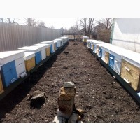 Продам пчёл, пчелосемьи, пчёлы